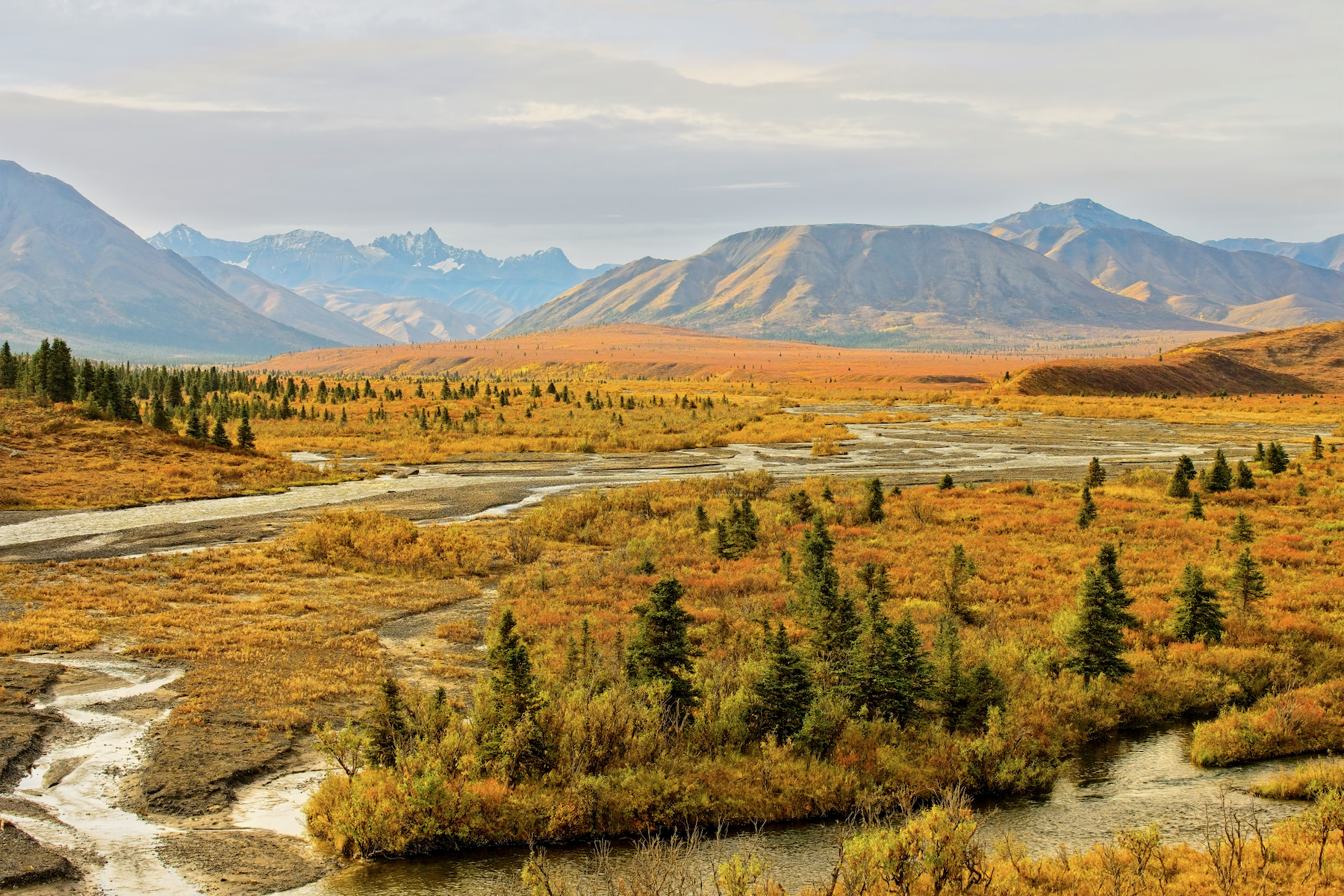 The Denali Park Road: Denali National Park