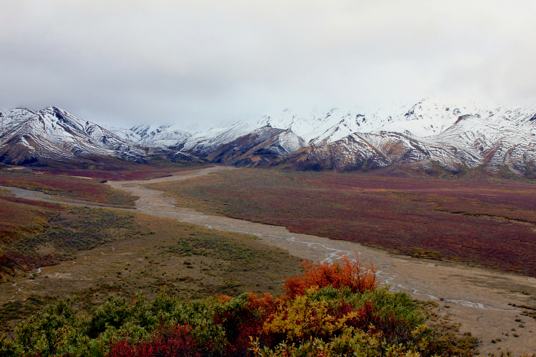 The Denali Park Road: Denali National Park