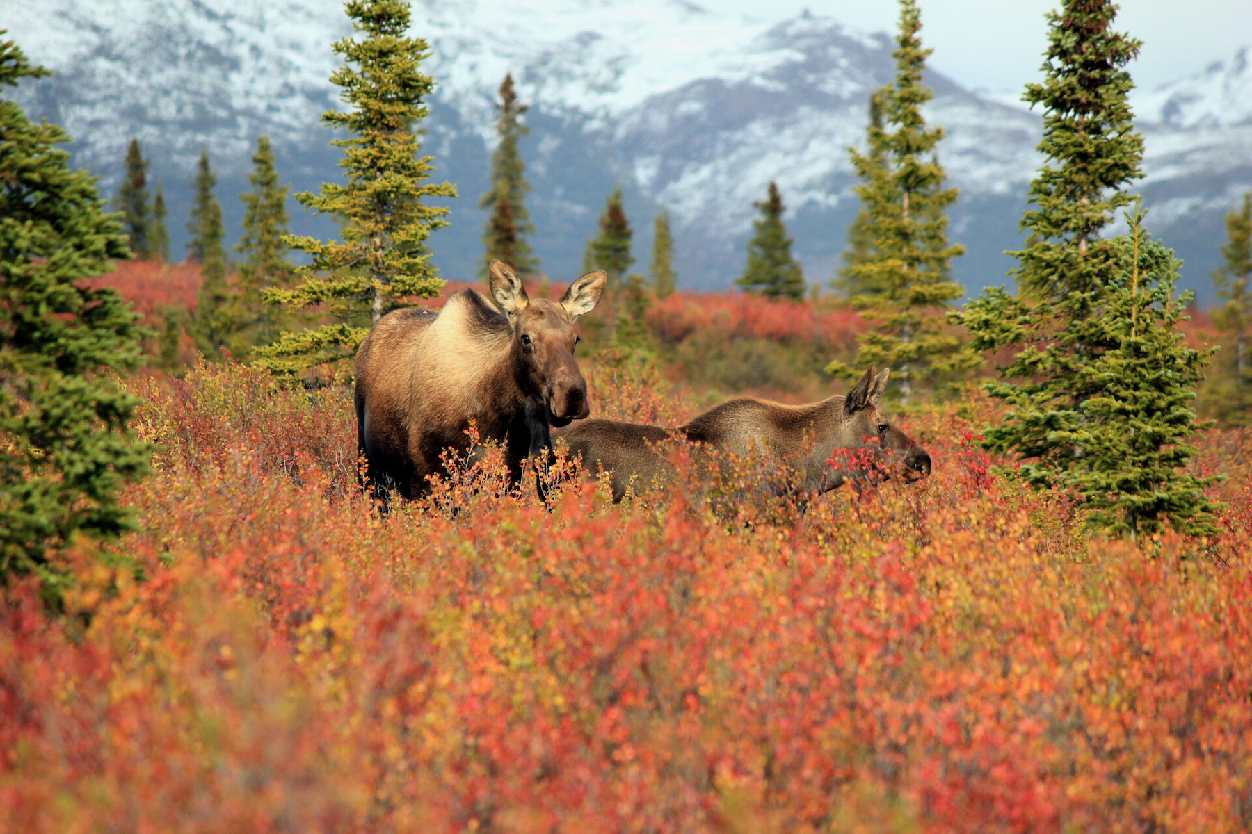 The Denali Park Road: Denali National Park