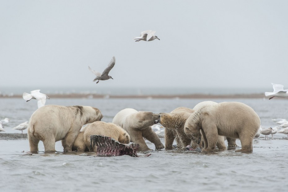 Carl Johnson Kaktovik 0916 KAKT AK 1239
