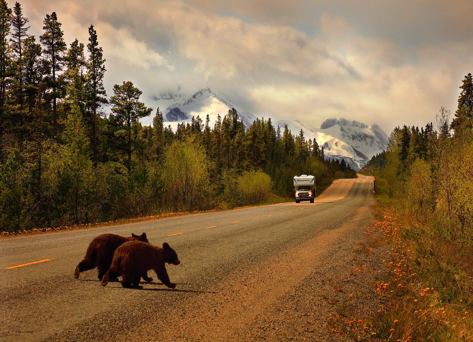 Two bear cubs cross the road in front of an RV