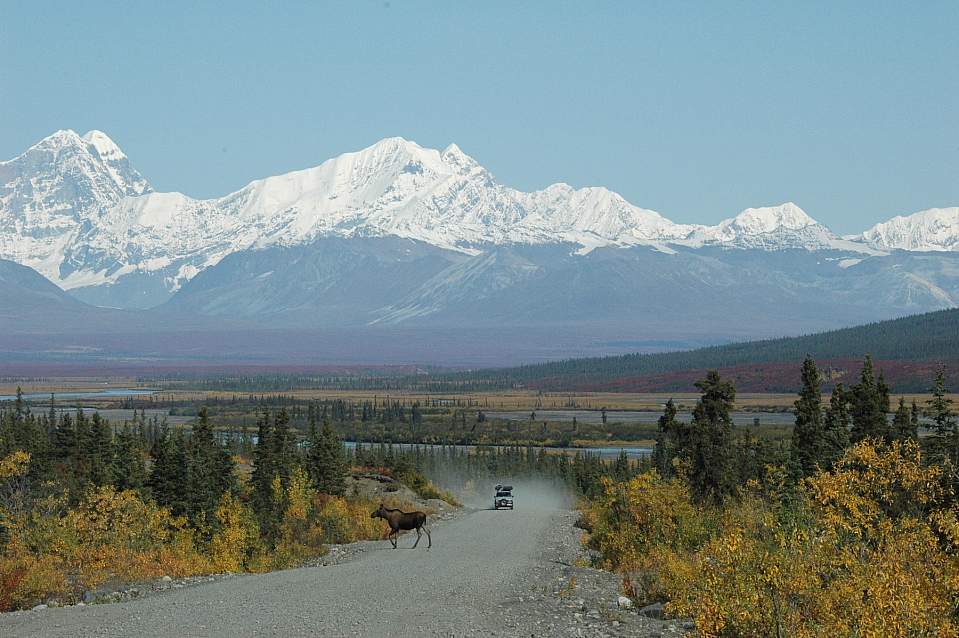 A truck camper drives a gravel road with The Alaska Range in the background and a moose in front