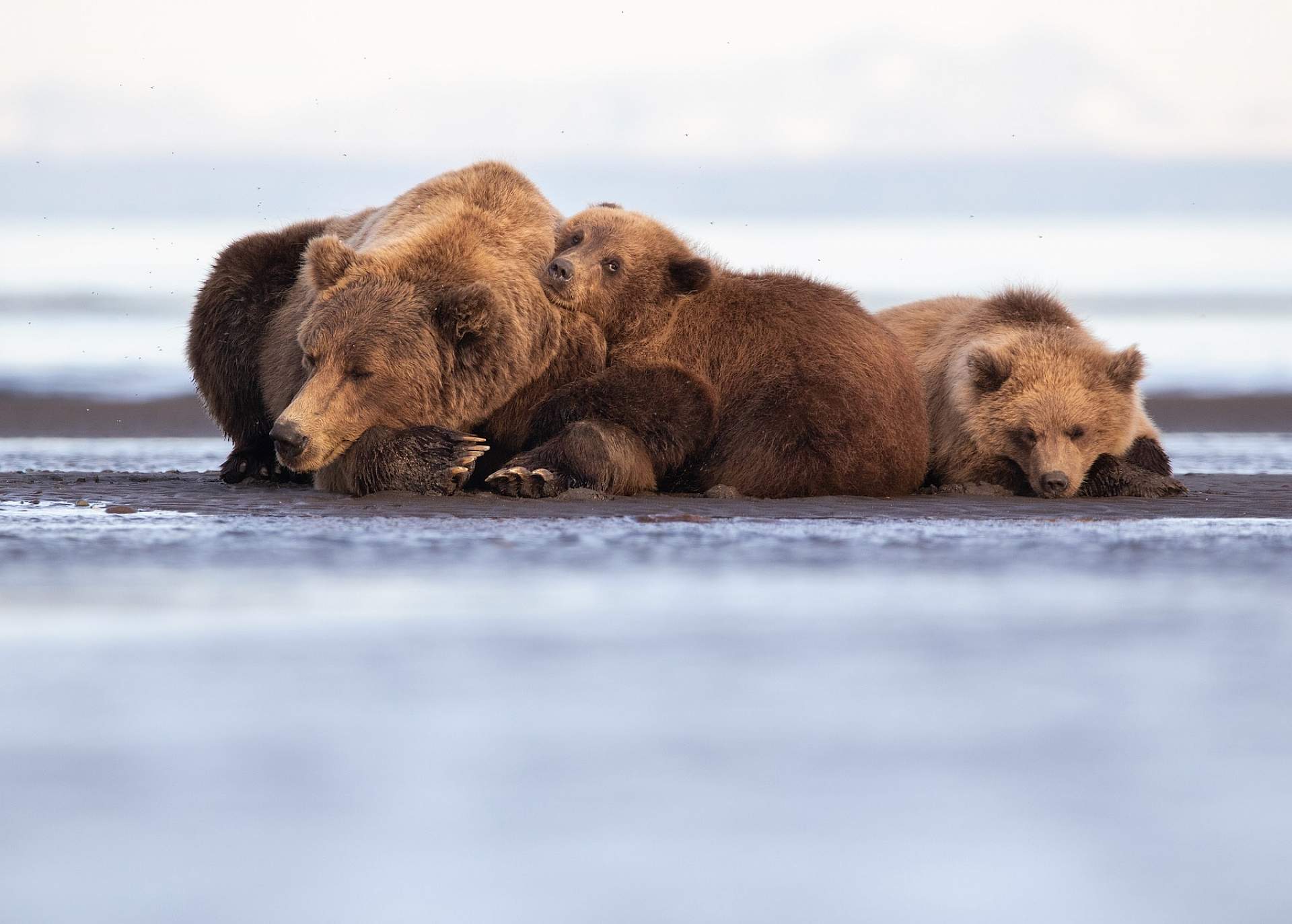 A mother bear and her two cubs relax on the beach while they wait for the salmon to run
