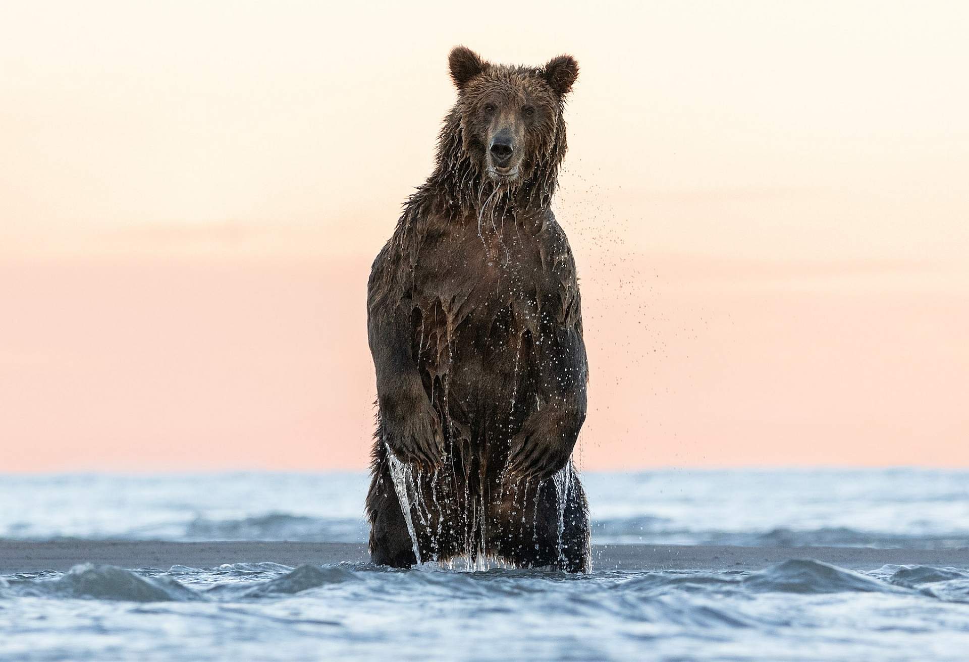 A brown bear emerges from the water to search where a salmon had just escaped to