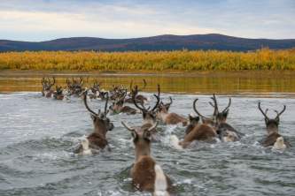Humans caribou kobuk river jaci crace murray