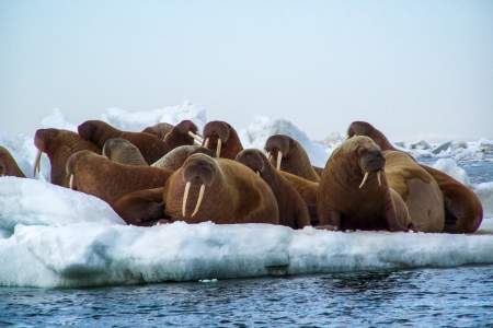 Humans walrus southwest alaska jeffrey kashatok