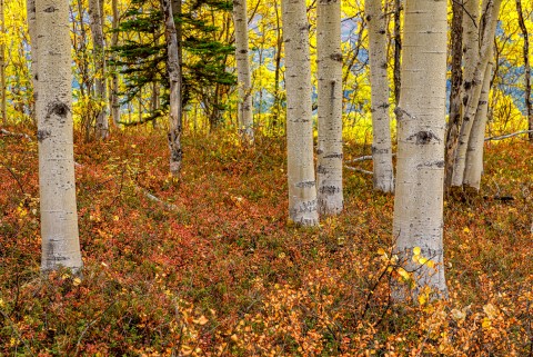 Jeff Schultz Fall Foliage 190910 5 F2219