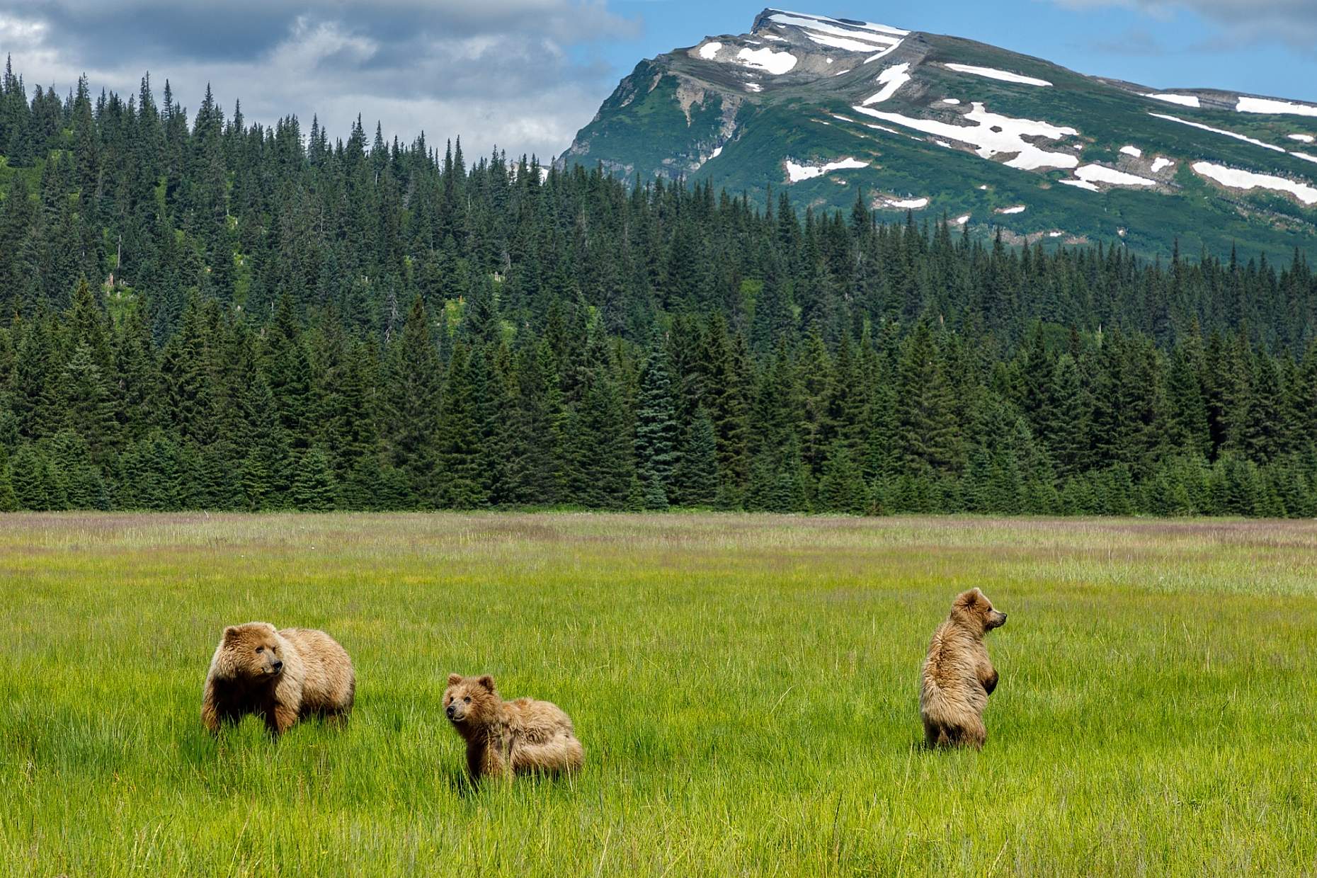 Jeff Schultz Bear Viewing Lake Clark 180716 5 F5825