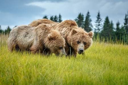 Jeff Schultz Bear Viewing Lake Clark National Park180806 1 X8905