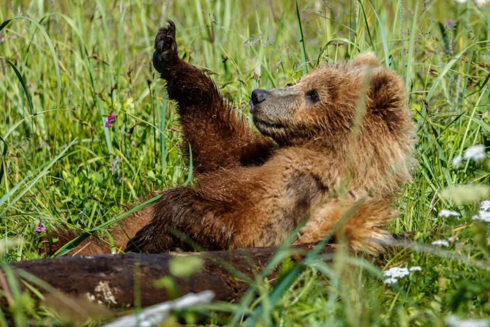 Jeff Schultz Bear Viewing Lake Clark 180716 1 X5676