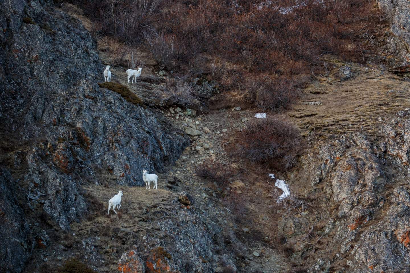 Jeff Schultz Chugach Flightseeing 170415 5 X3238