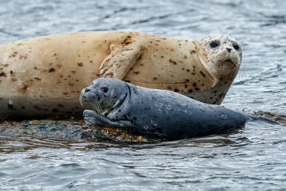 Jeff Schultz Katmai Coast 180605 1 X8563