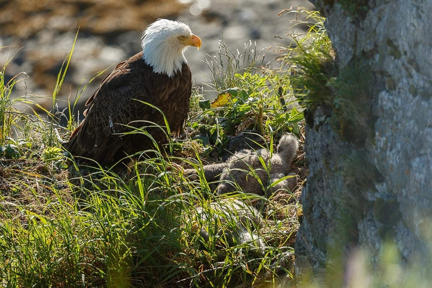 Jeff Schultz Katmai Coast 190627 1 X0702