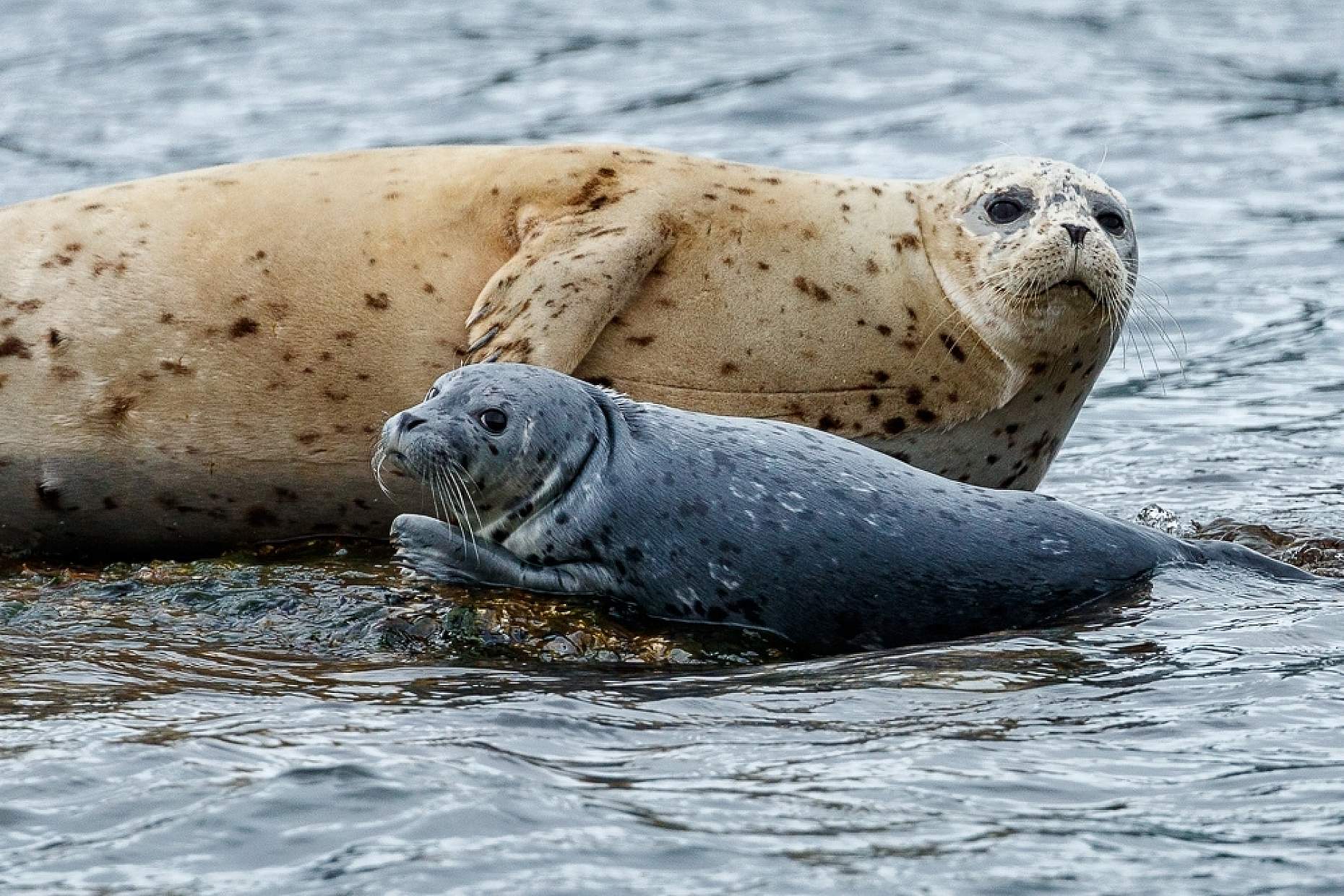 Jeff Schultz Katmai Coast 180605 1 X8563