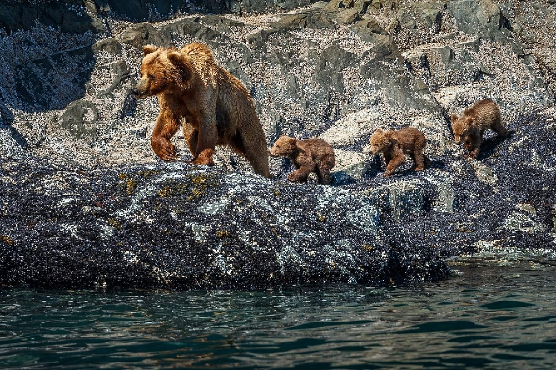 Jeff Schultz Katmai Coast 180606 1 X9769