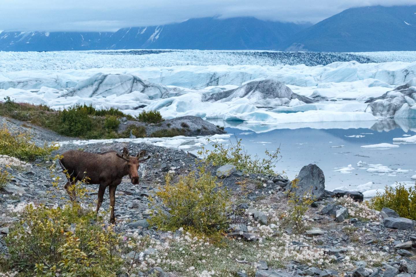 Jeff Schultz Knik Glacier 160715 5 M6470