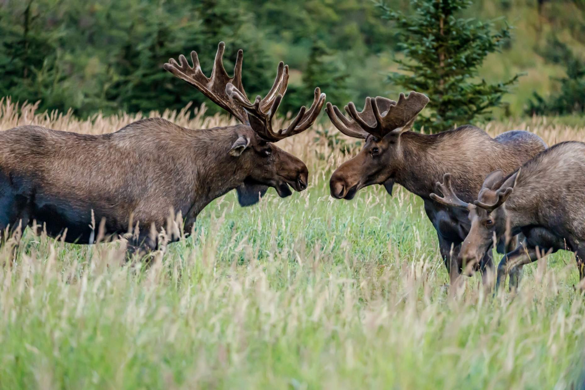 Jeff Schultz Moose Viewing Powerline pass 190809 5 F7732