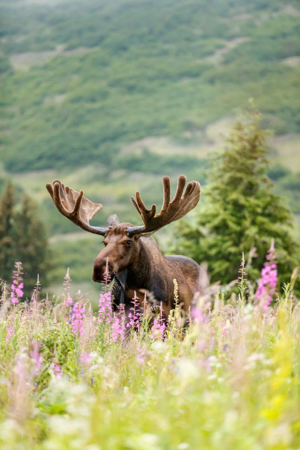 Jeff Schultz Moose Viewing Powerline pass 190712 1 X2284