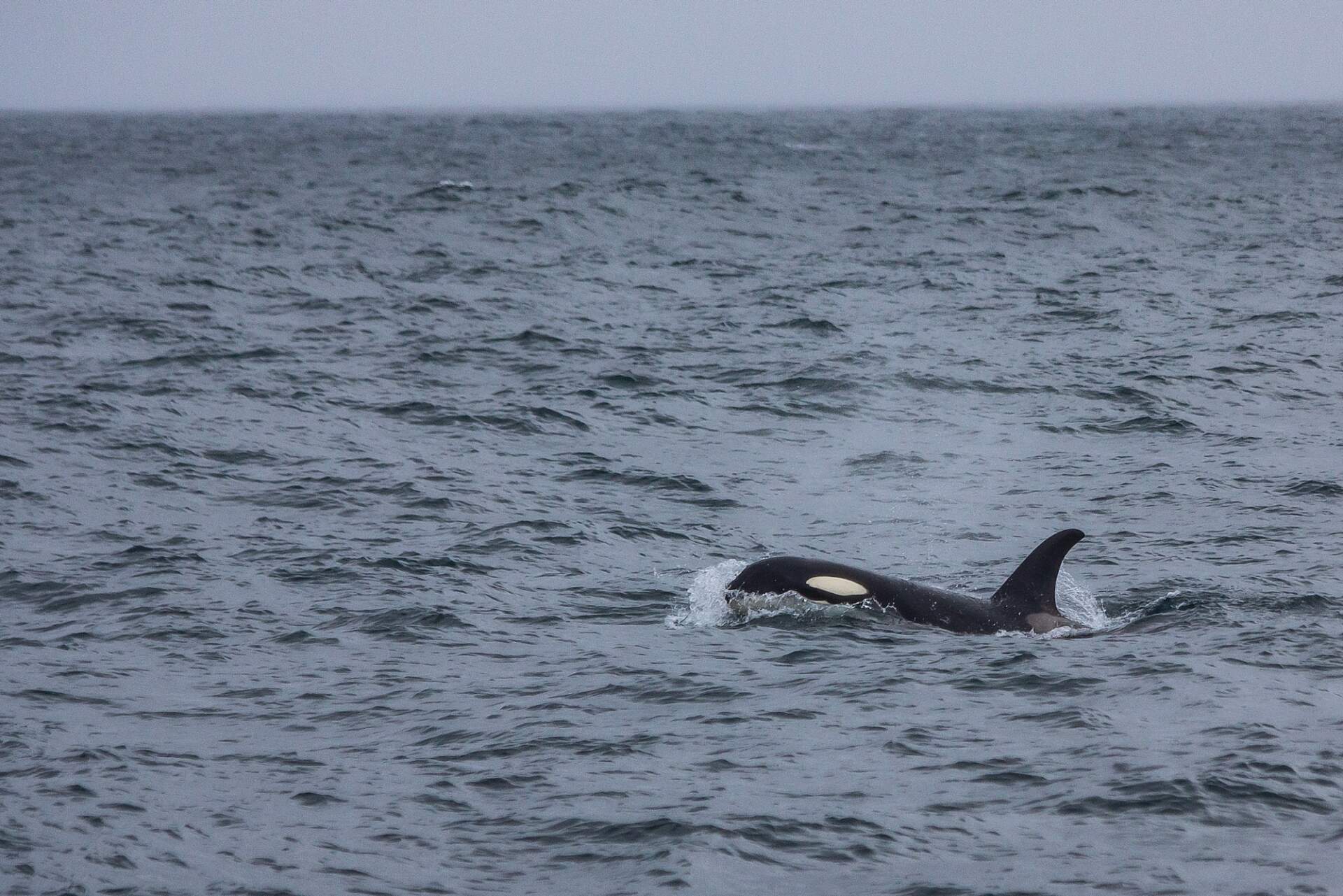 Kenai fjords tours captains choice 06 18 2021 North Western Glacier 47 of 68