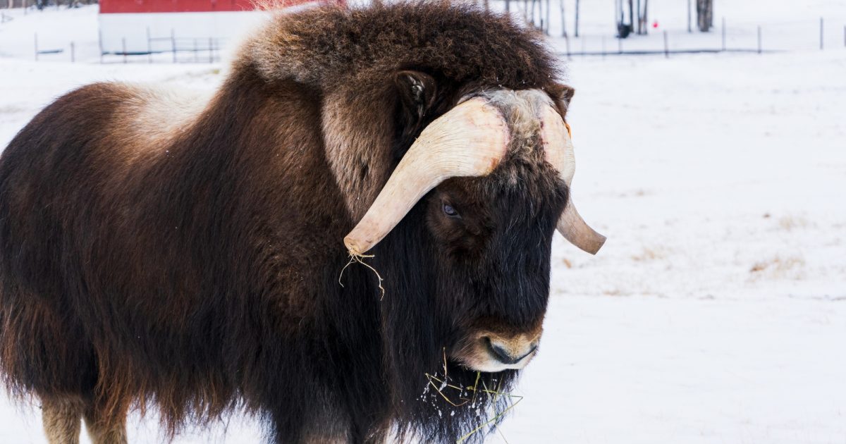 A Close Encounter with Arctic Giants | ALASKA.ORG