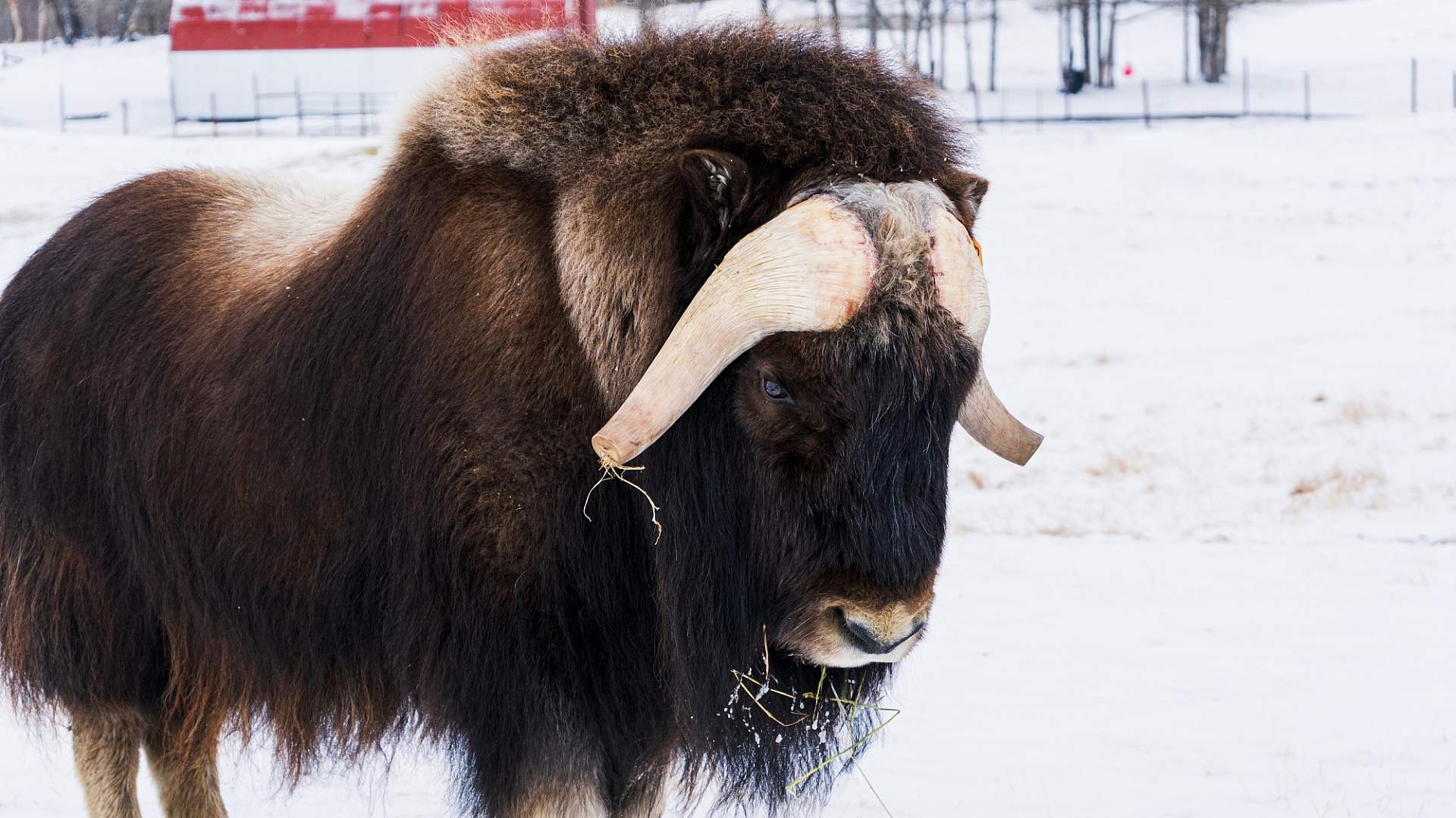 A Musk Ox stands in the snow at the Musk Ox Farm in Palmer, Alaska