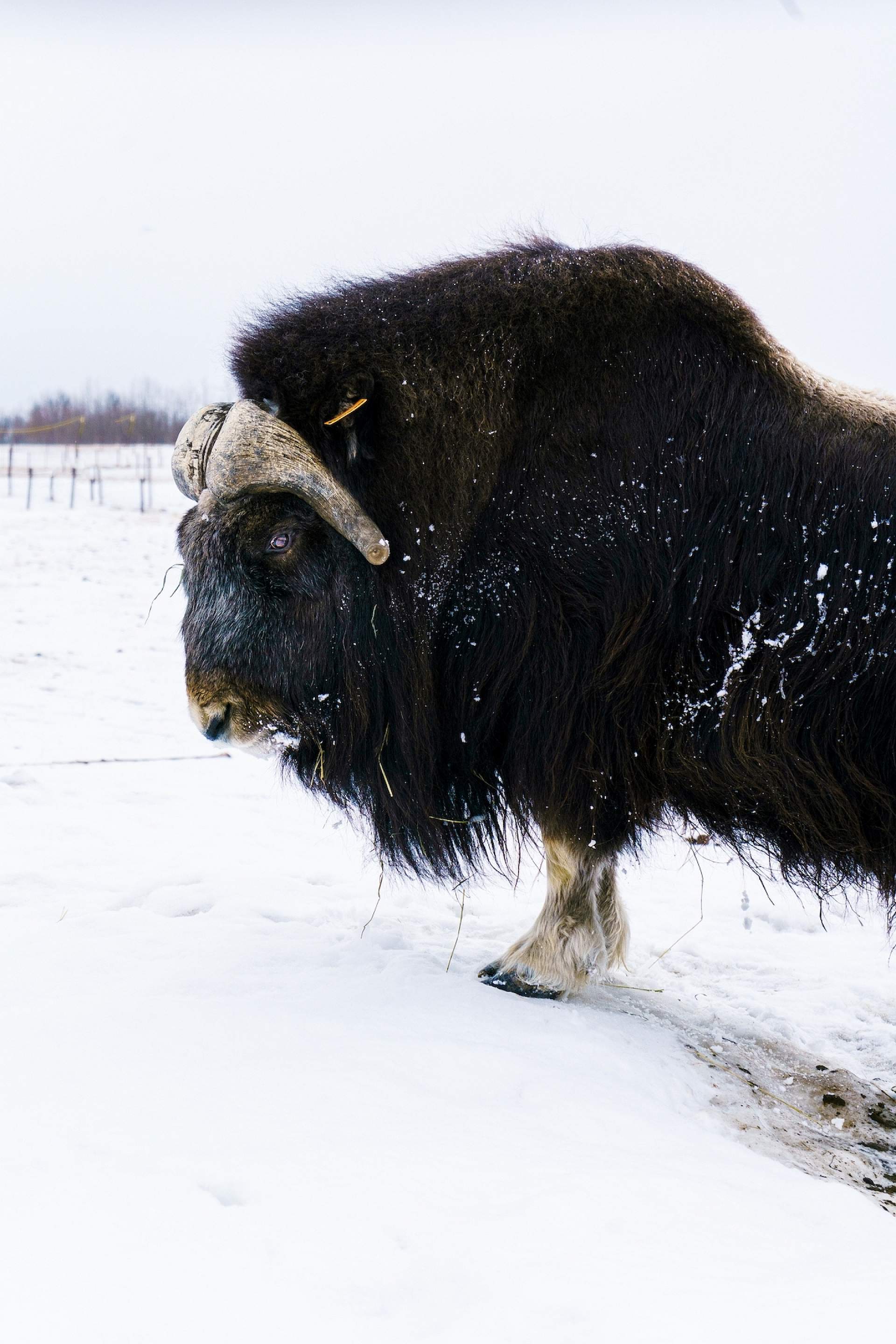 A Musk Ox stands in the snow at the Musk Ox Farm in Palmer, Alaska