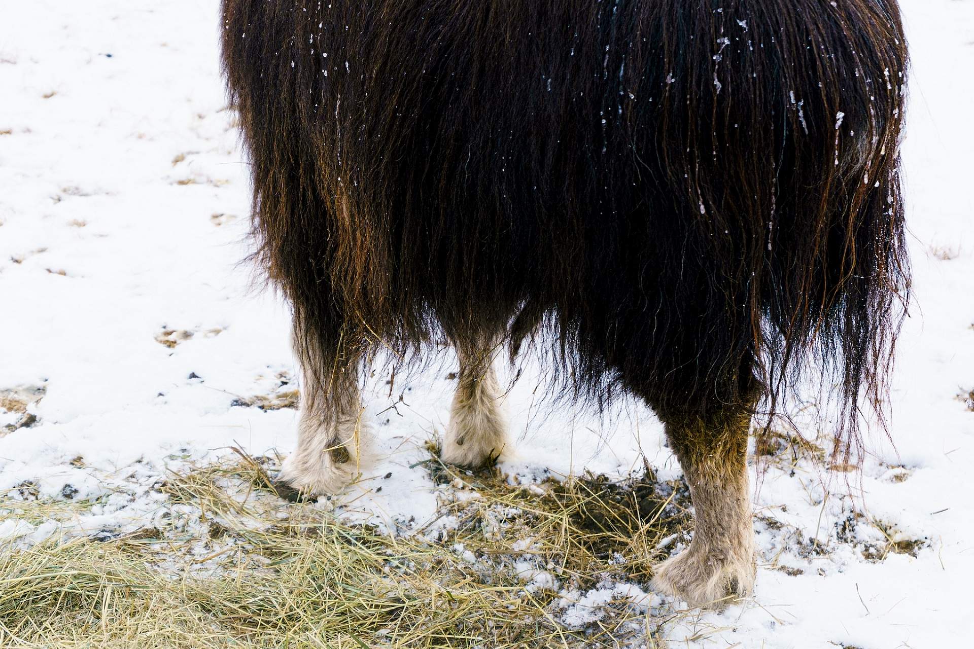 A three legged Musk Ox stands in the snow at the Musk Ox Farm in Palmer, Alaska