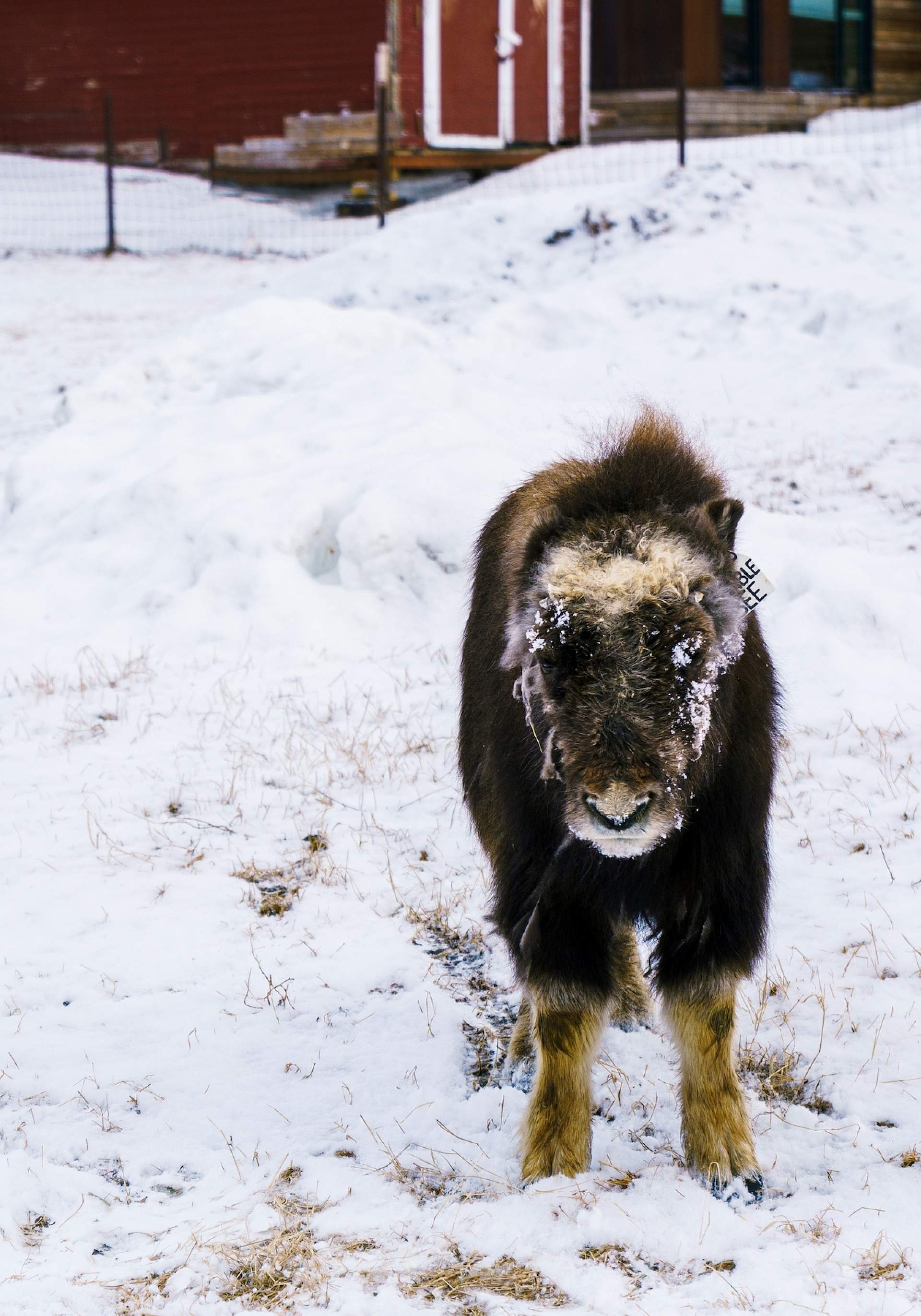 A musk ox calf stands in the snow at the Musk Ox Farm in Palmer, Alaska