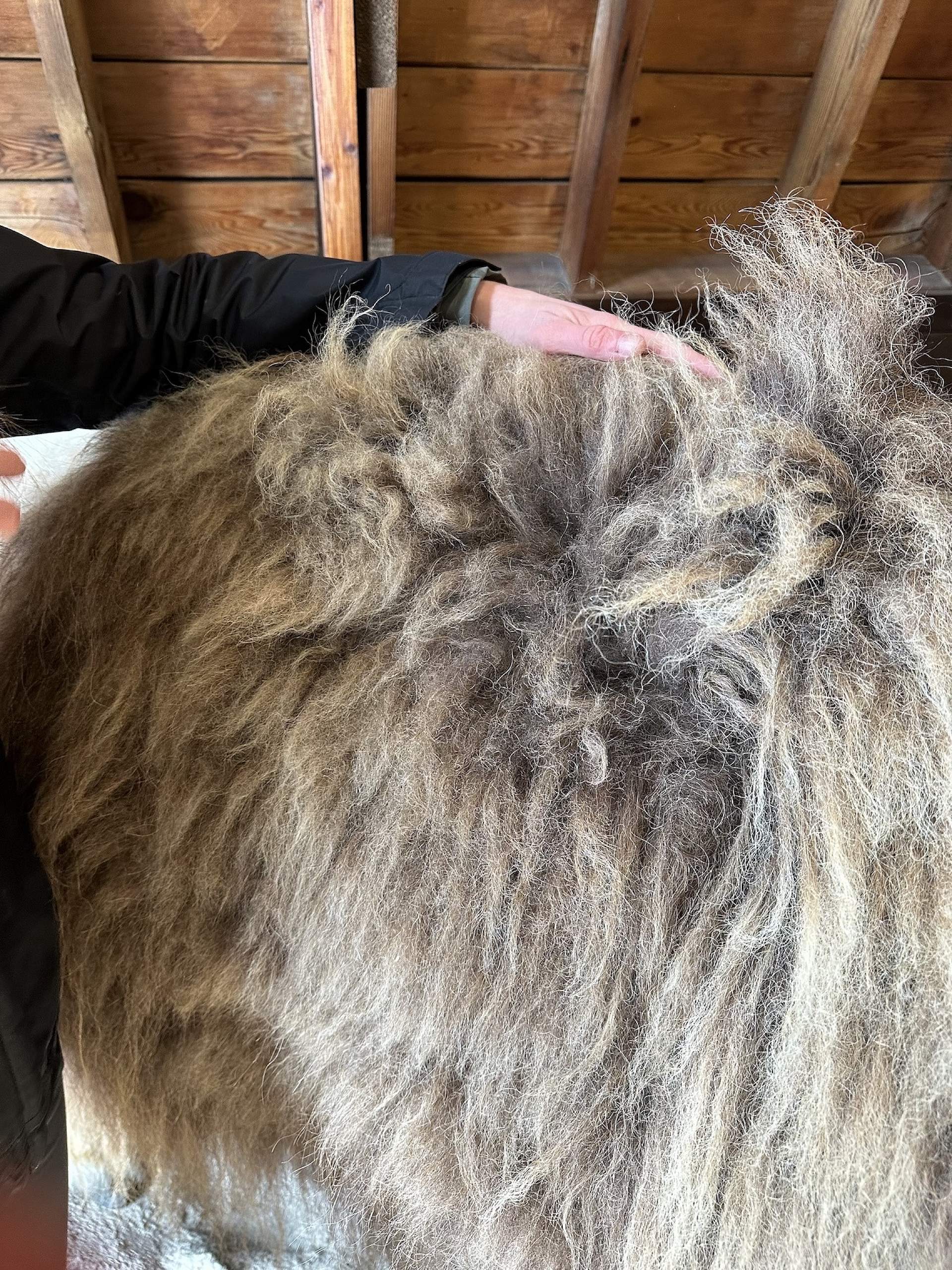 A musk ox undercoat named qiviut at the Musk Ox Farm in Palmer, Alaska.