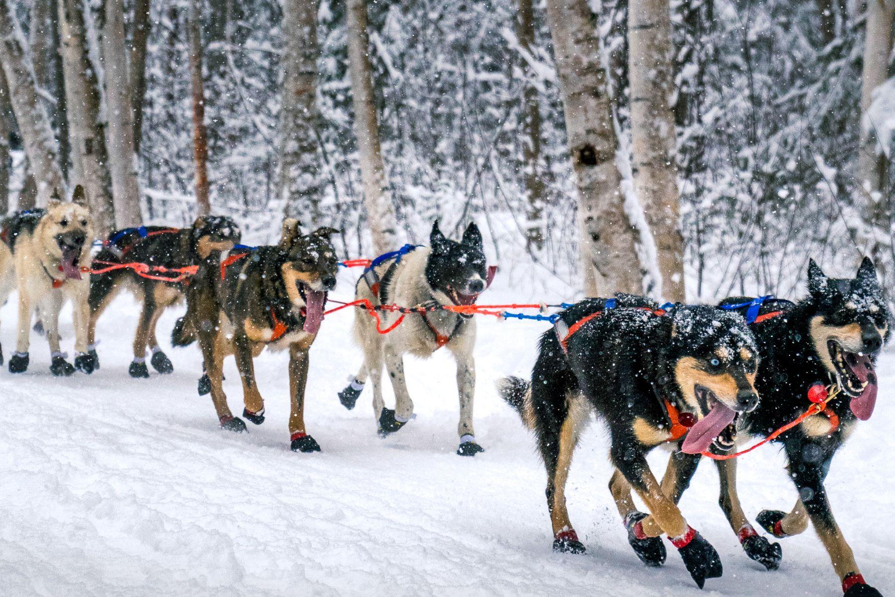 The Many Faces of a Dog Sled Team