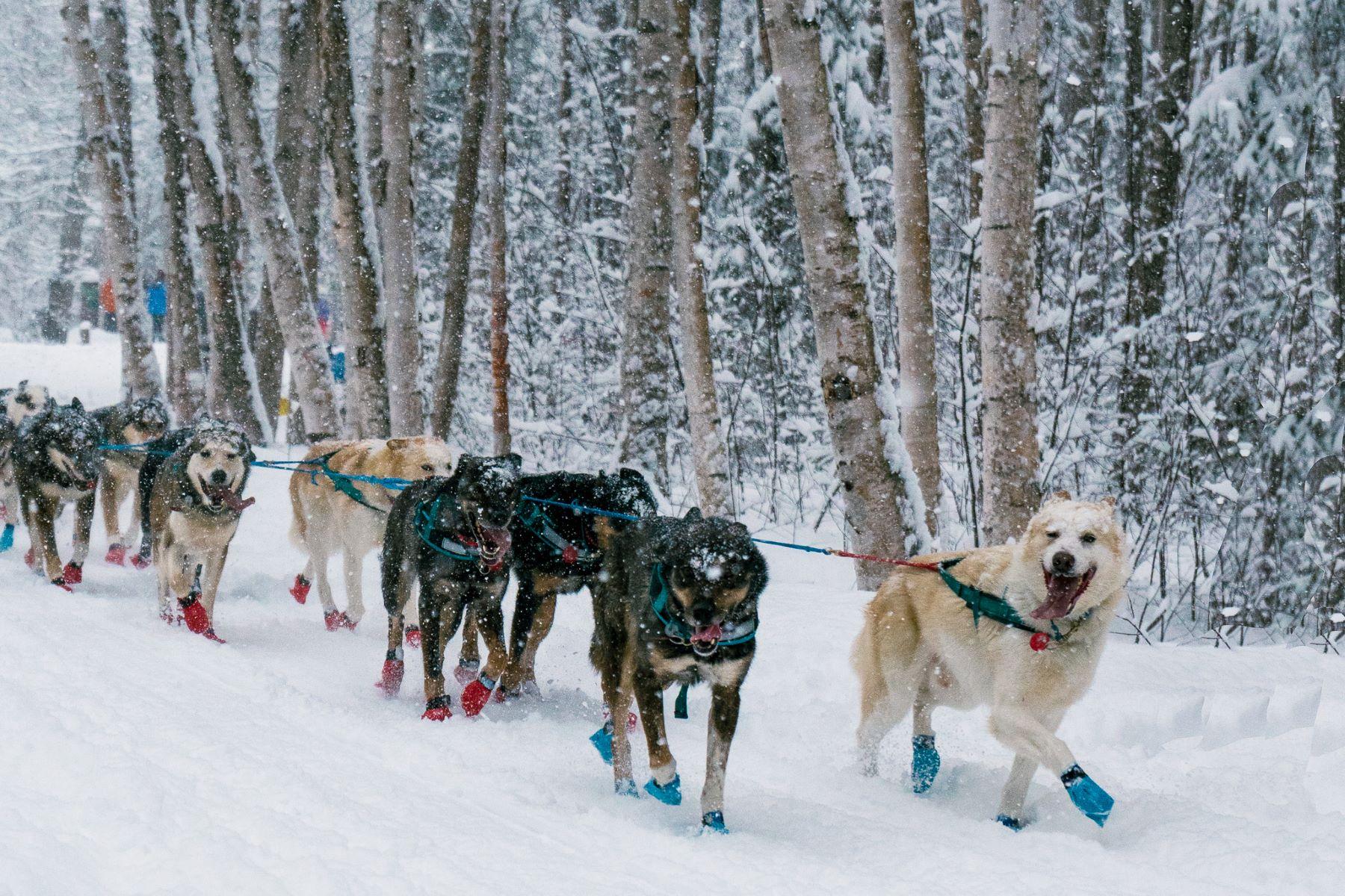 The Many Faces of a Dog Sled Team