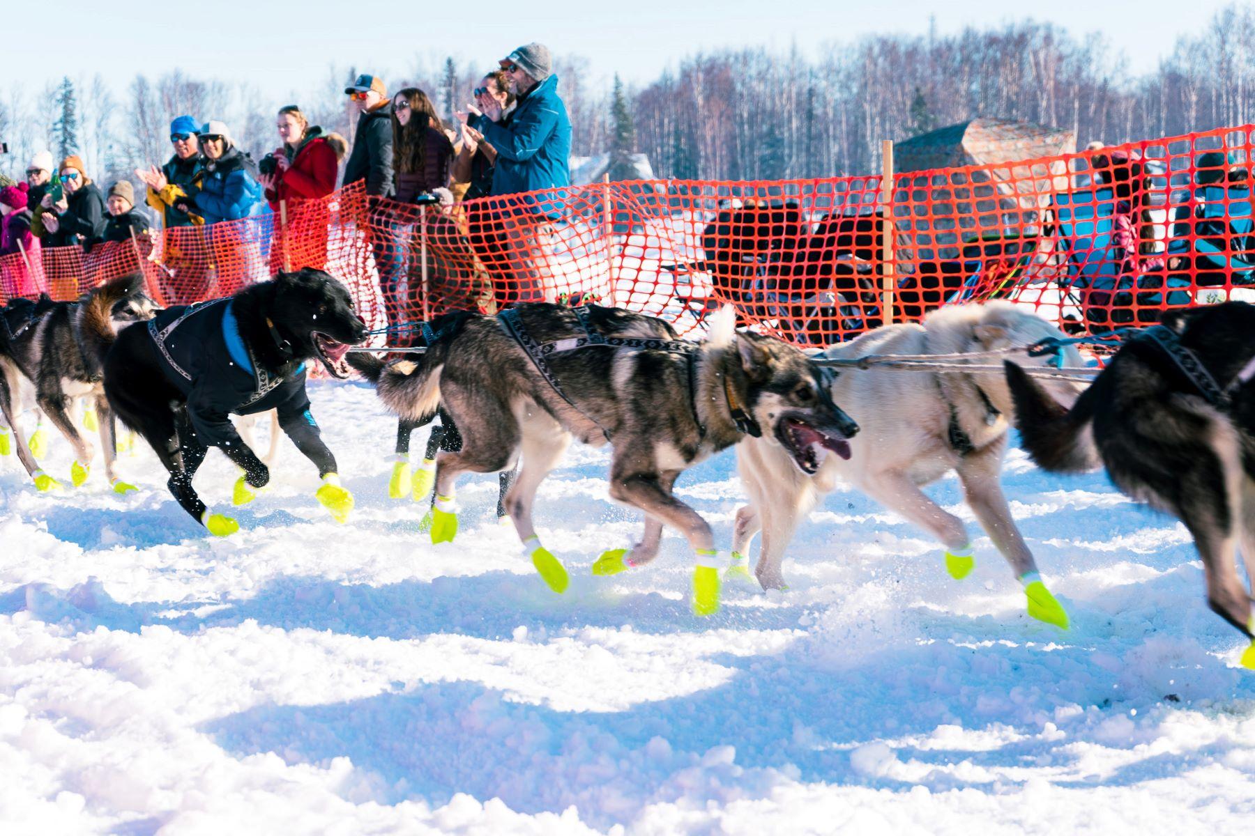 Iditarod Dog Sled Team Racers