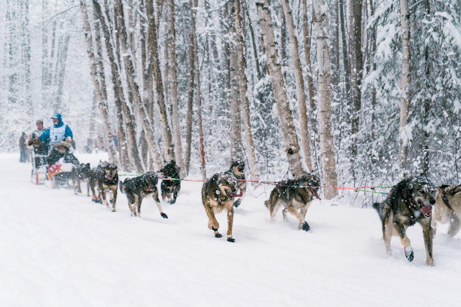 Musher and Dog Sled Team Racing in the Iditarod