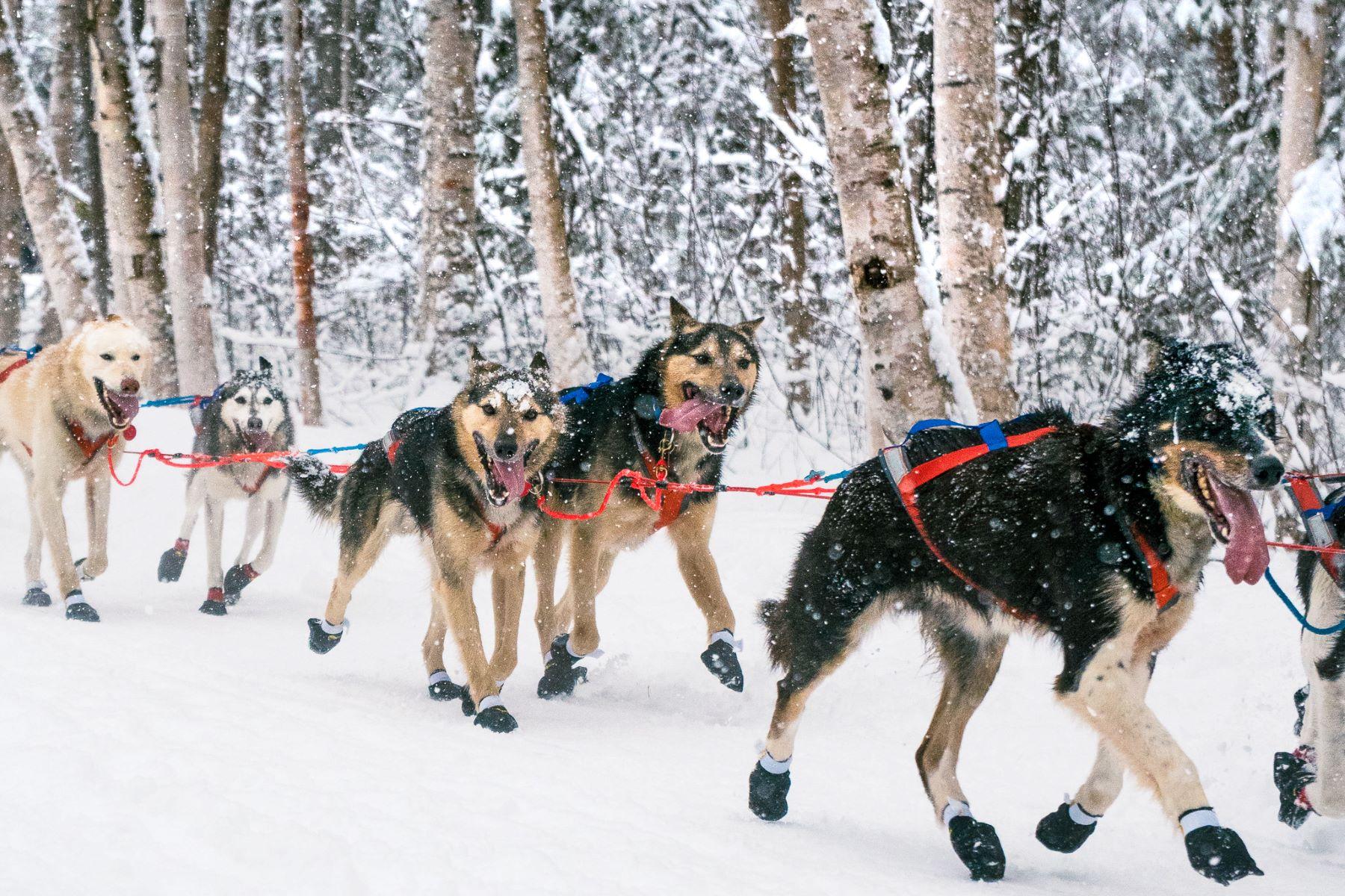 The Many Faces of a Dog Sled Team