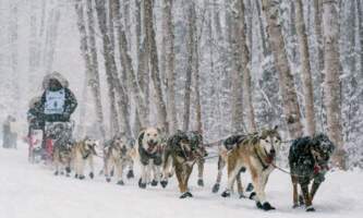 Iditarod Dog Sled Racing Team
