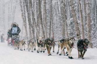 Iditarod Dog Sled Racing Team