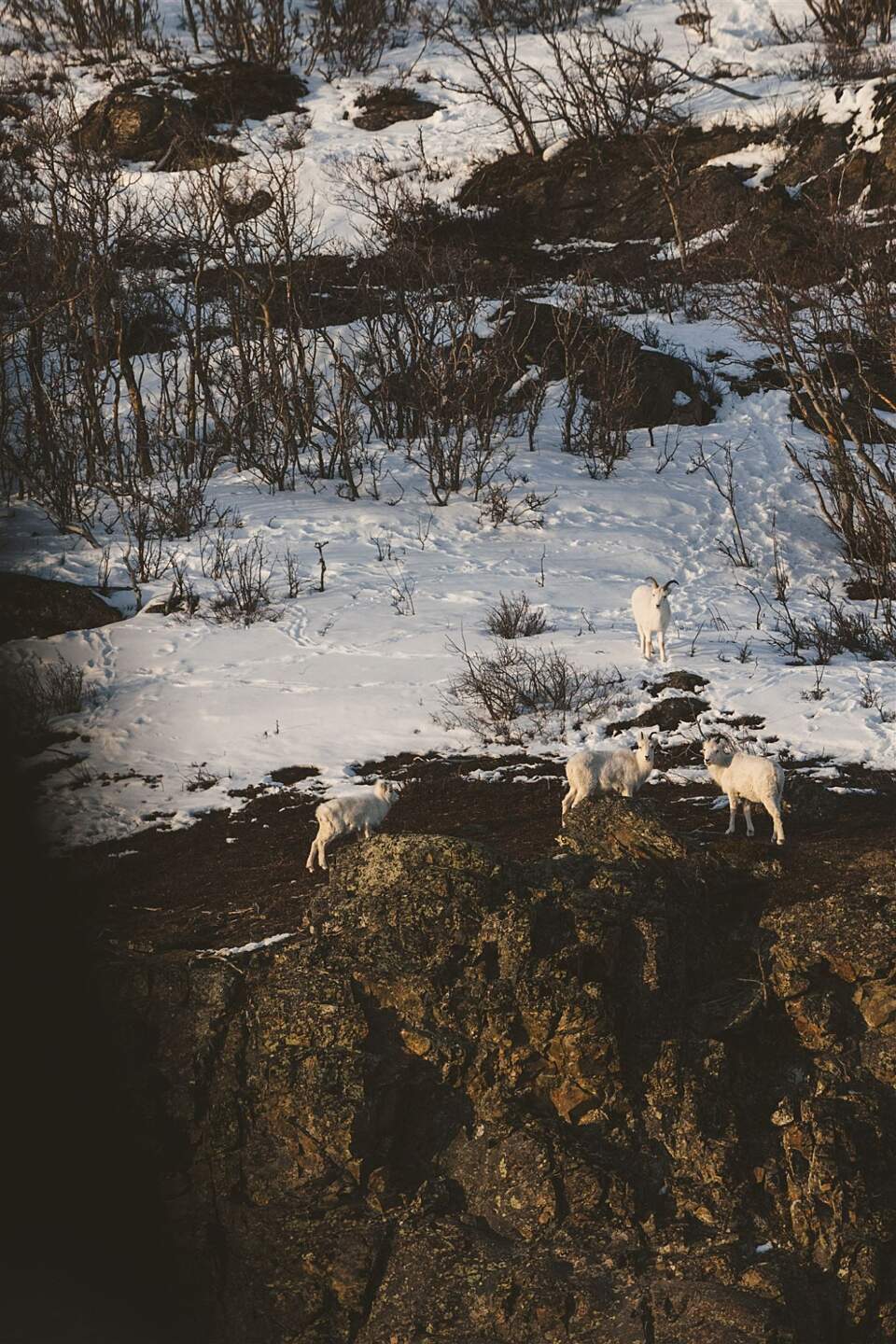 Dall sheep perched on a cliff are seen from a helicopter tour with Outbound Heli Adventures