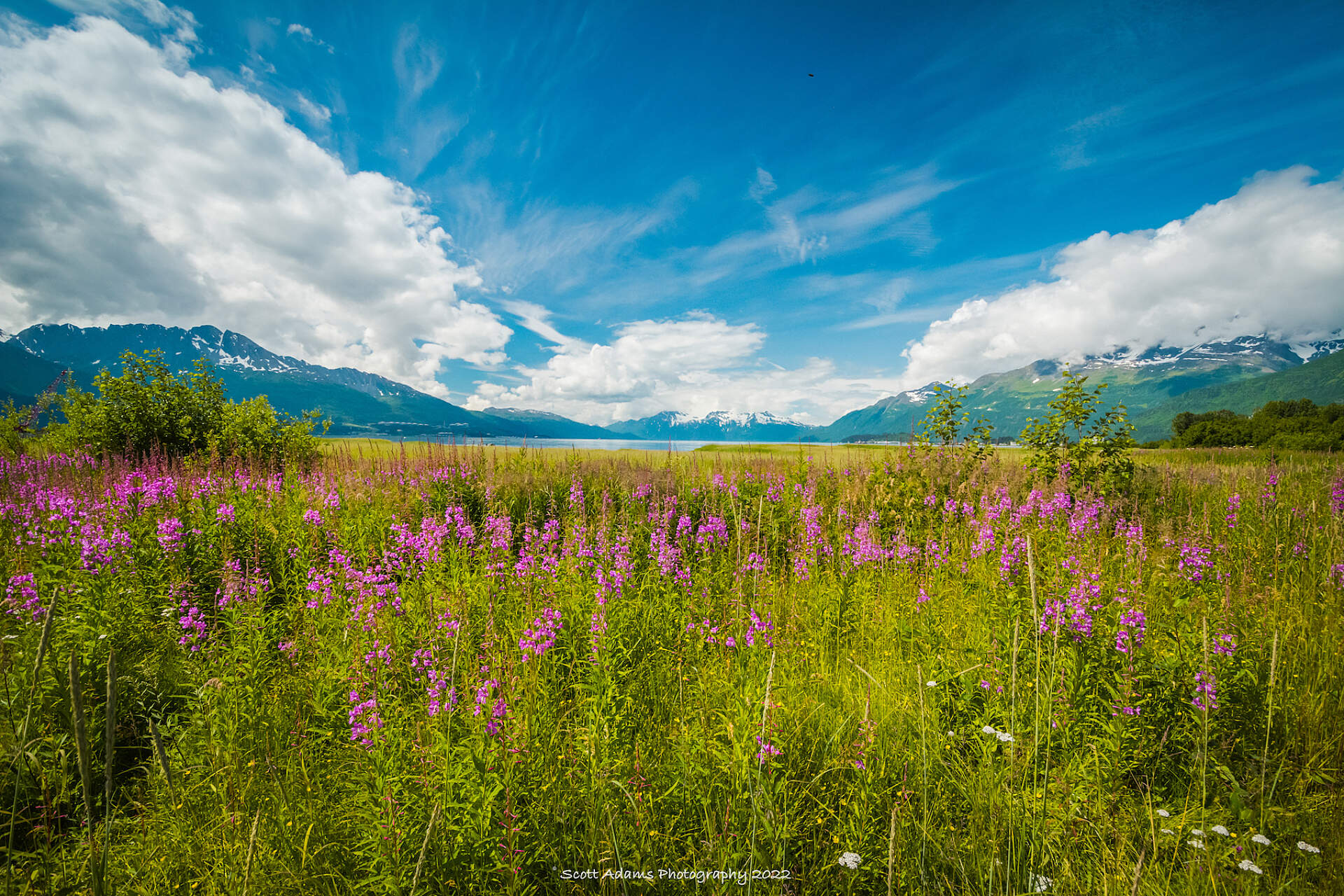 Wildflowers in Old Valdez, Alaska