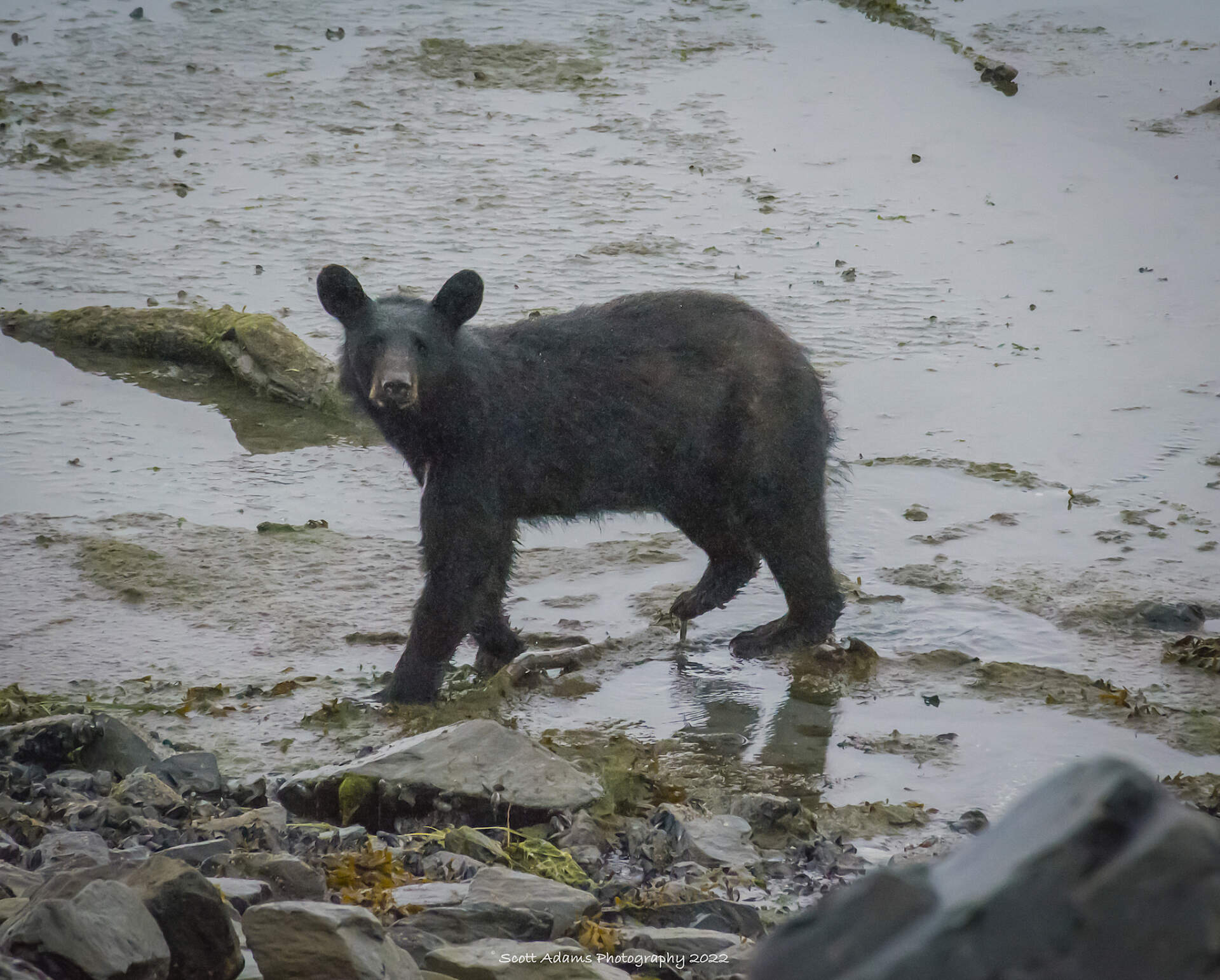 A black bear in Old Valdez, Alaska.