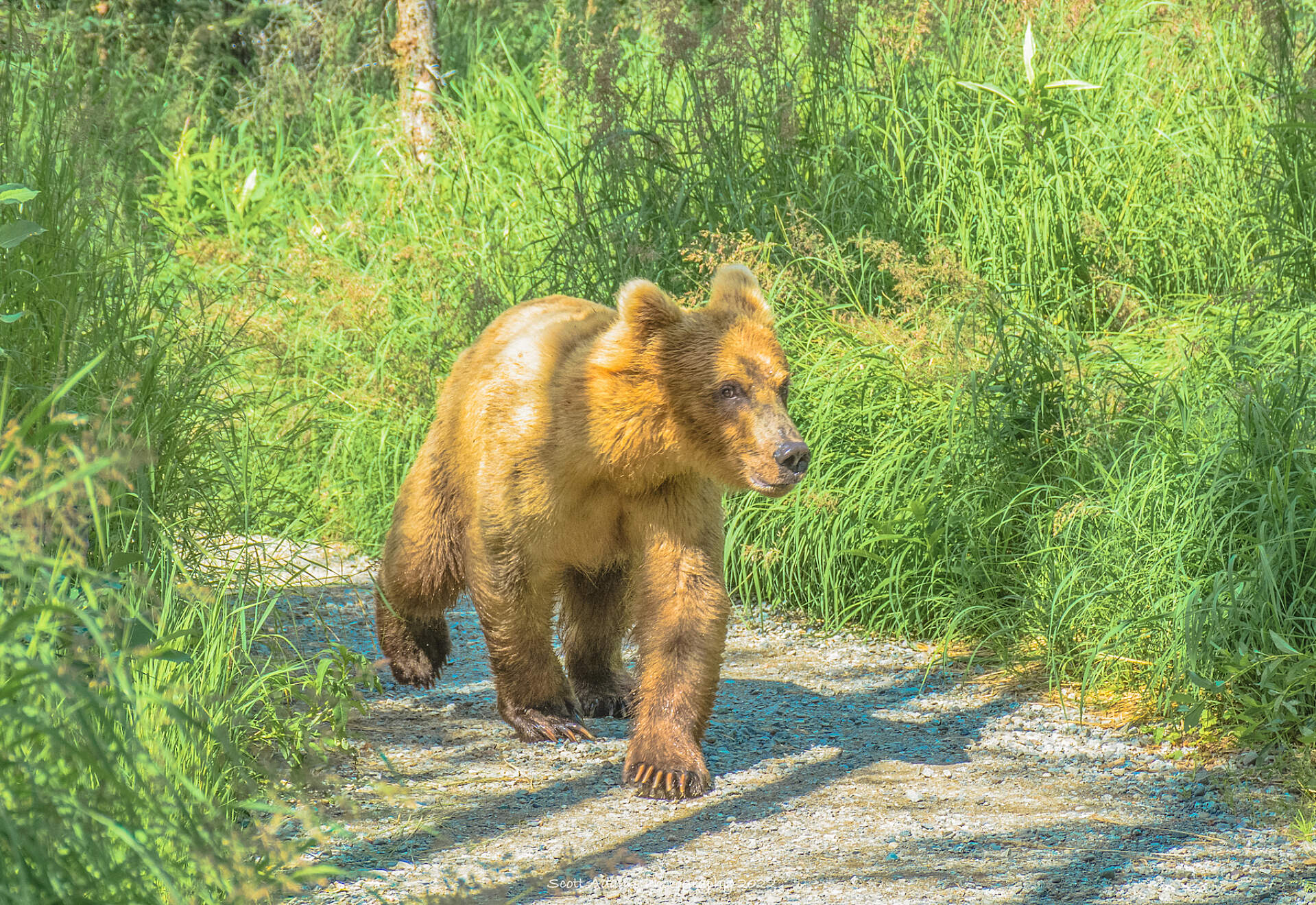 A bear walking in Katmai National Park, Alaska.