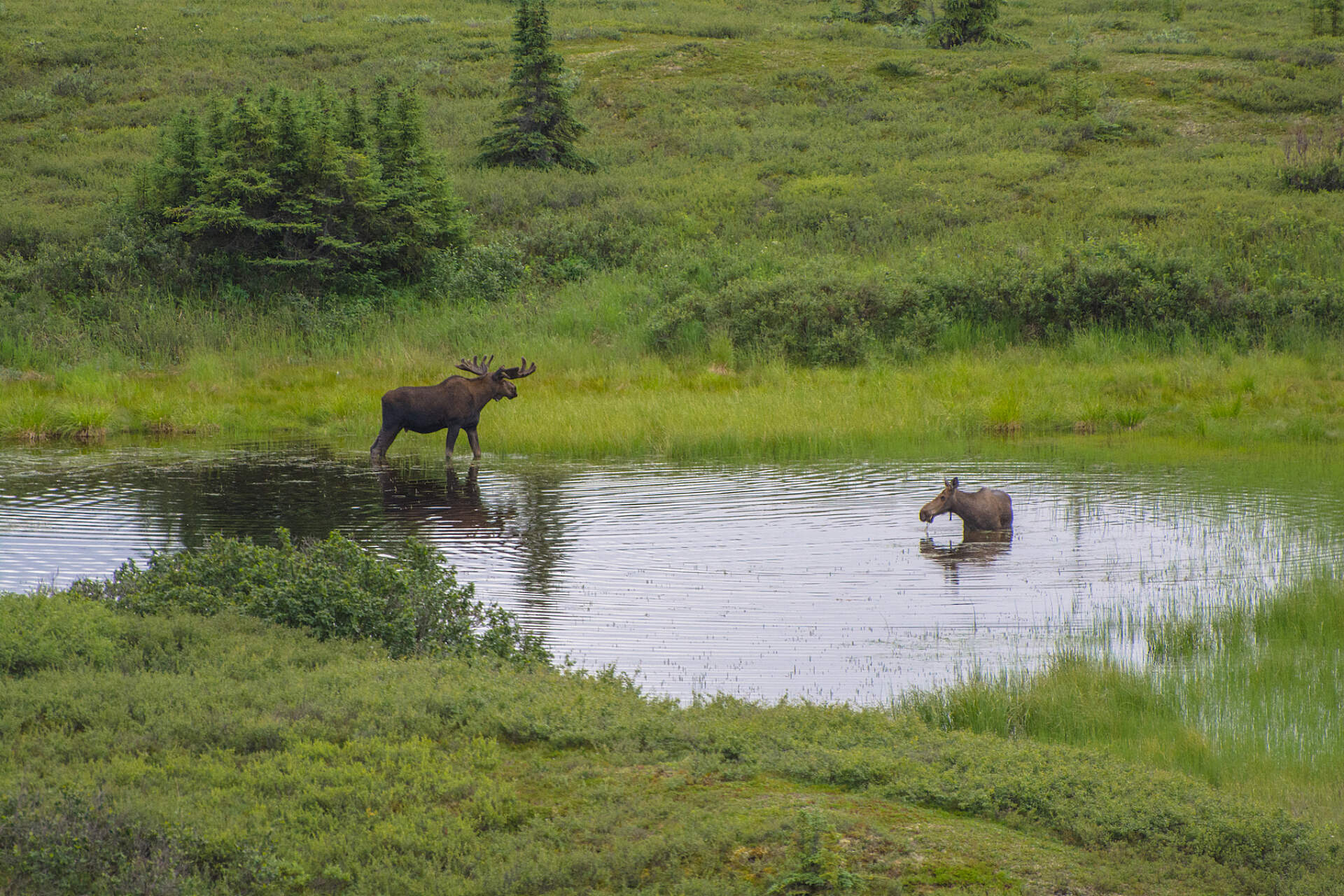 A few moose rest in a lake in Denali National Park, Alaska.