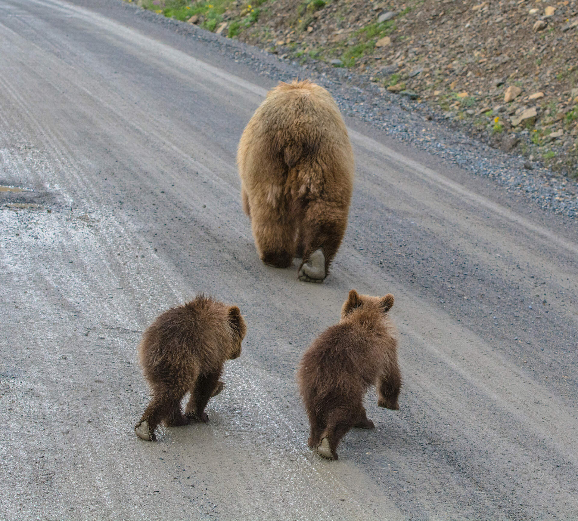 A family of bears cross the Denali Park Road in Alaska.