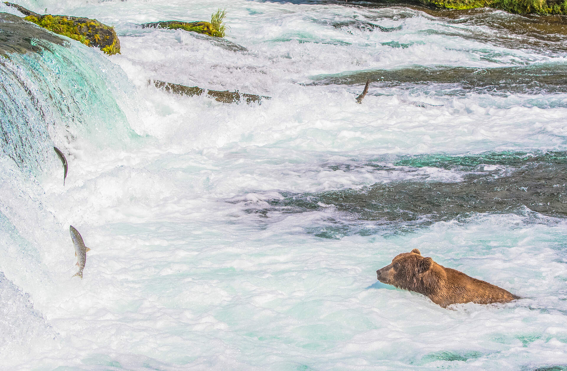A bear waits to catch salmon at Brooks Falls in Katmai National Park, Alaska.