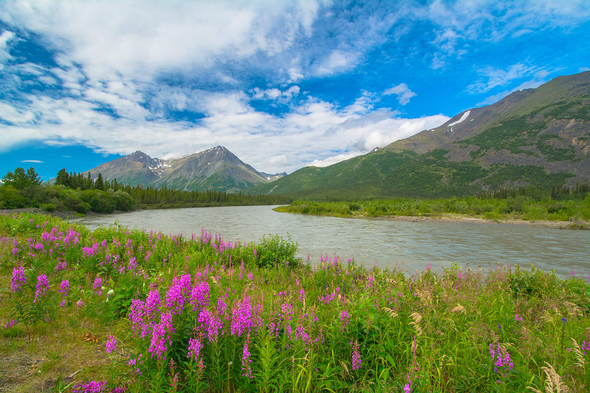 Wildflowers in front of a mountainous landscape in Alaska.