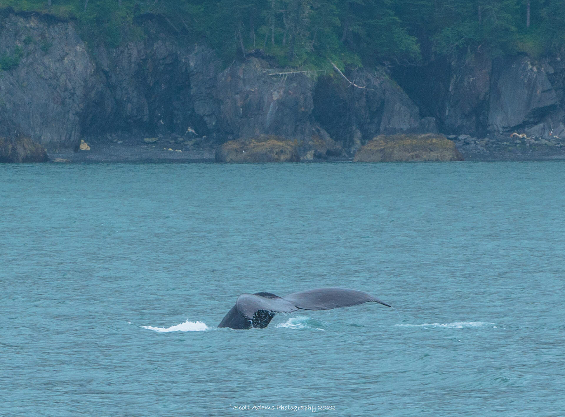 A whale tale emerges from the water in Kenai Fjords National Park, Alaska.