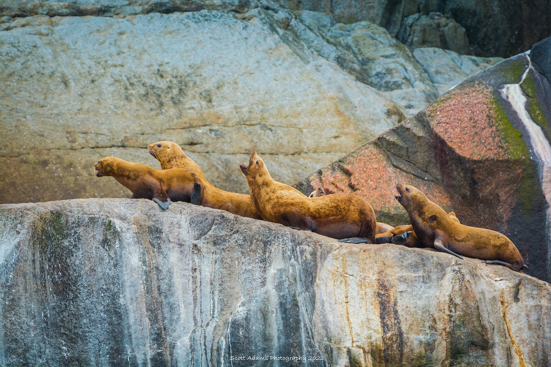 A colony of stellar sea lions in Kenai Fjords National Park, Alaska