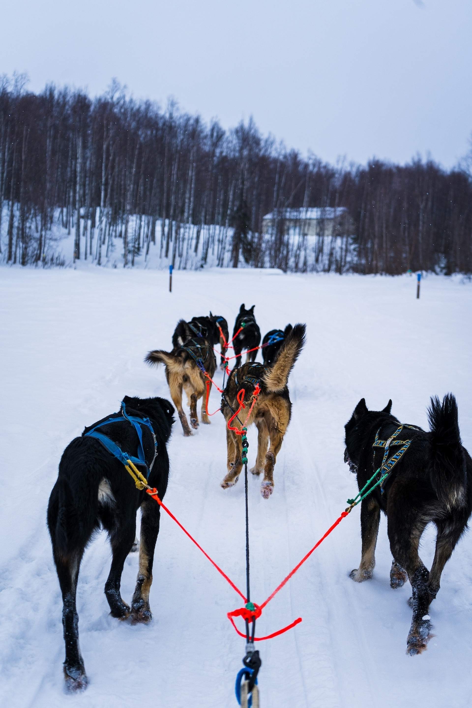 A dogsled team runs in the snow at Snowhook Adventure Guides of Alaska.