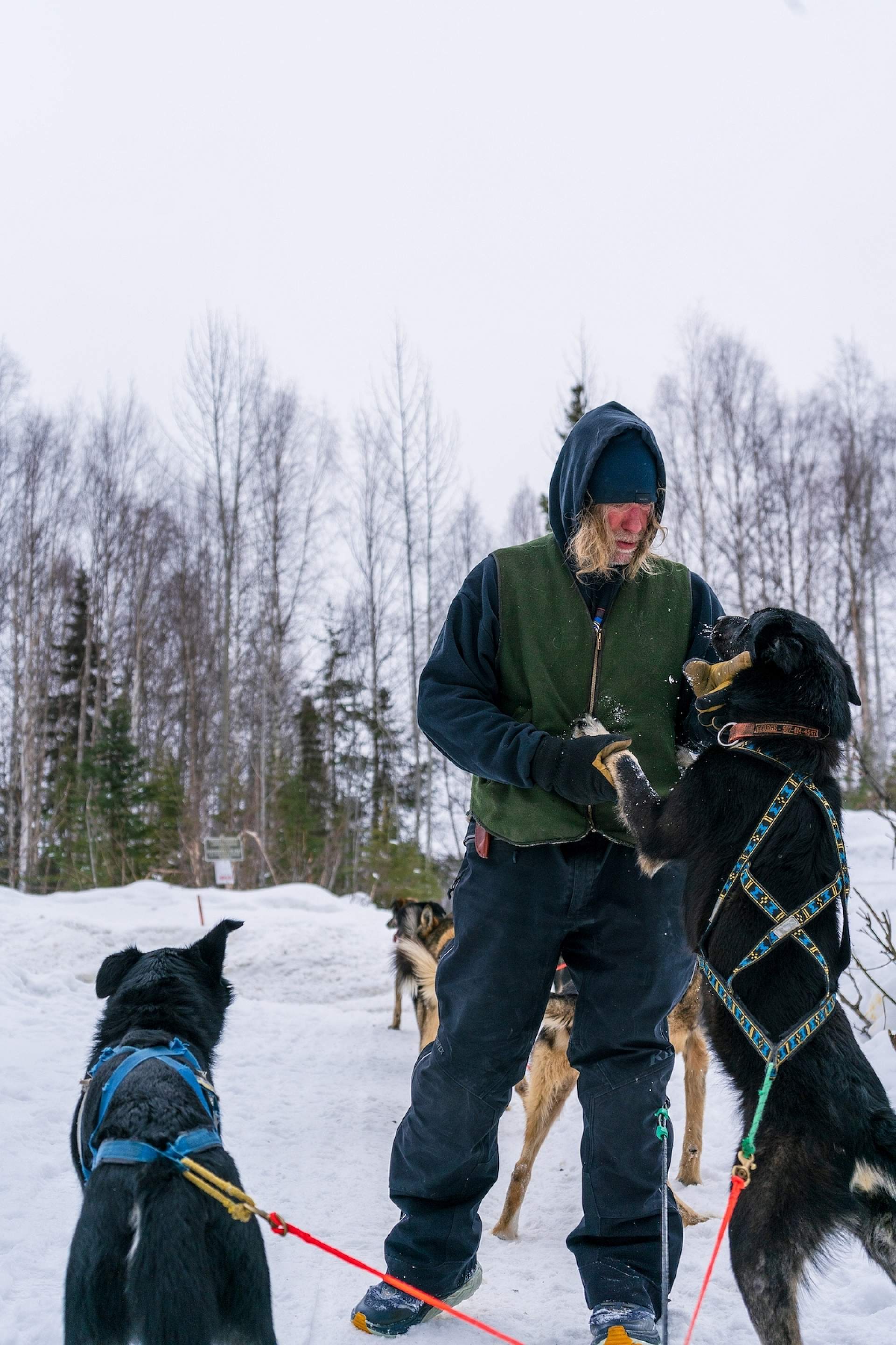 A sleddog guide interacts with his dog team at Snowhook Adventure Guides of Alaska.