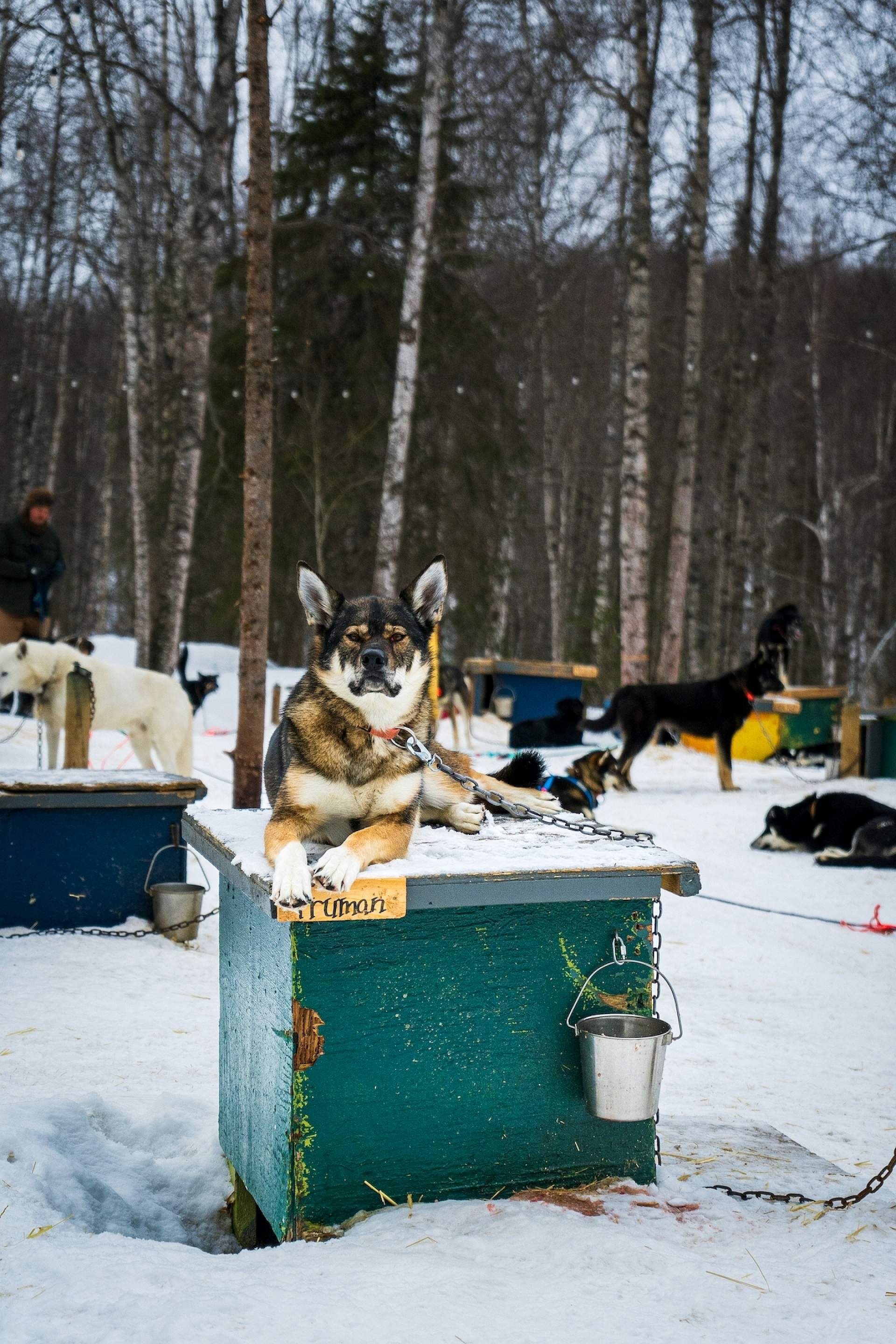 A sleddog sits on top of his house at Snowhook Adventure Guides of Alaska.