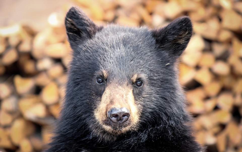 Wings airways glacier dining juneau 1